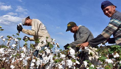 Departamento Colombiano Inicia Producci N De Algod N Tras A Os De Pausa