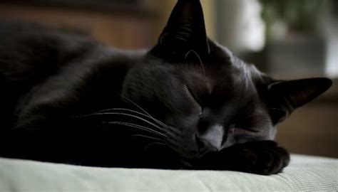 Sleeping Cat Silhouette Stock Photos, Images and Backgrounds for Free ...