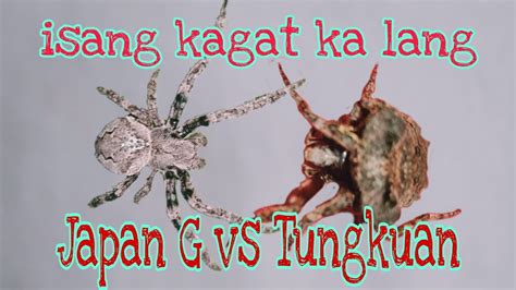 Japan G Vs Tungkuan Isang Kagat Ka Lang Dikit Agad Spider Fight 2021 Youtube