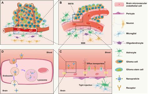 A The Microenvironment Of Gliomas B The Blood Brain Tumor Barrier