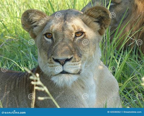 A Lioness Resting In The Kruger National Park Stock Photo Image Of