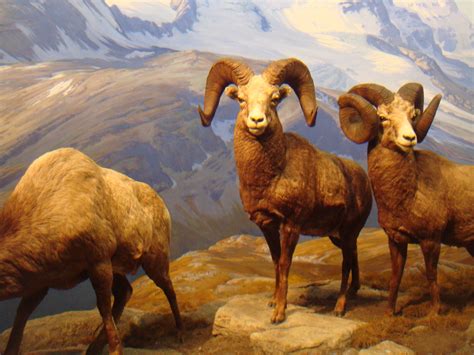 Beautiful Pictures Of Bighorn Sheep Coolwallpapers Me