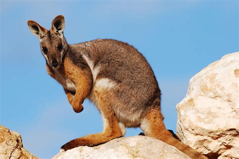 Yellow-footed rock wallaby | Petrogale xanthopus facts