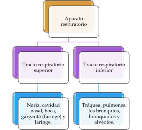 Infecciones Bacterianas Del Tracto Respiratorio Flashcards Quizlet