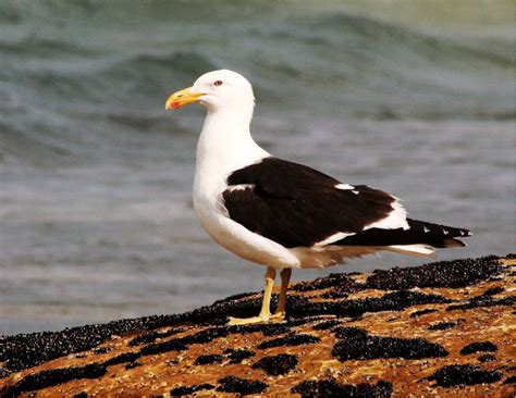 Kelp Gull Birds Sa