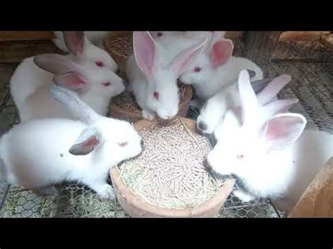 Week Old New Zealand White California White Weaners Ready For A New