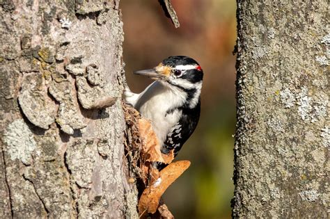 Woodpecker Bird Trees Free Photo On Pixabay Pixabay