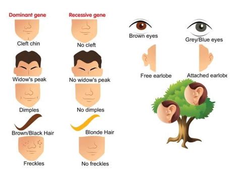 Genetics and Family Traits (Brilliant Biology Experiments) - Sawan Books