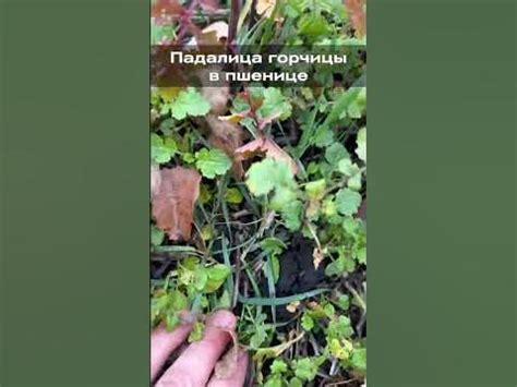 Падалица горчицы в пшенице - YouTube