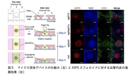 【東京医科大学】がんにおける新たな血管新生機構を発見 ～ 肉腫の融合遺伝子とその標的分子の機能を明らかにする ～ 東京医科大学