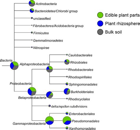 Composition of the bacterial biota in the three analyzed samples.... | Download Scientific Diagram