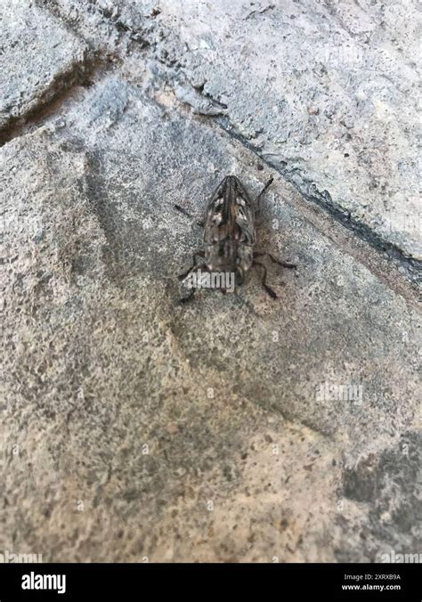 Sculptured Pine Borer Chalcophora Virginiensis Insecta Stock Photo