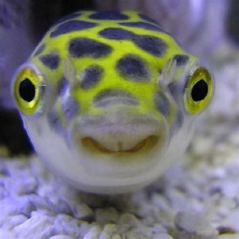 Jual Ikan Hias Green Puffer Ikan Predator Tankmates Lucu Imut di Seller ...