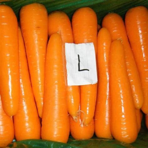 2019 Fresh Carrots Cheap Carrots Supplier Exporter Buy Fresh Carrots