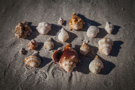 Where Is The Best Place To Collect Sea Shells Explore The World With