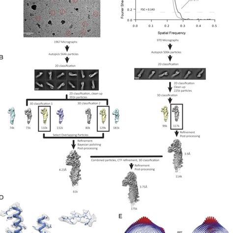 Cryo Em Workflow A A Representative Raw Micrograph Of Vps13