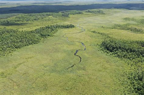 Endangered eagle migration patterns key to their conservation | Wild ...