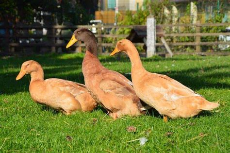 Orpington - British Waterfowl Association