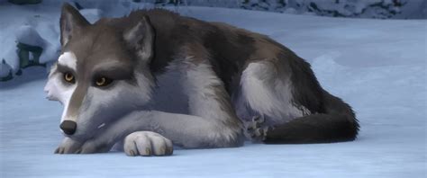 White Fang White Fang 26 By Giuseppedirosso On Deviantart