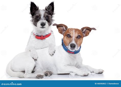 Dogs In Love Stock Photo Image Of Couple Embrace Grass 46046862
