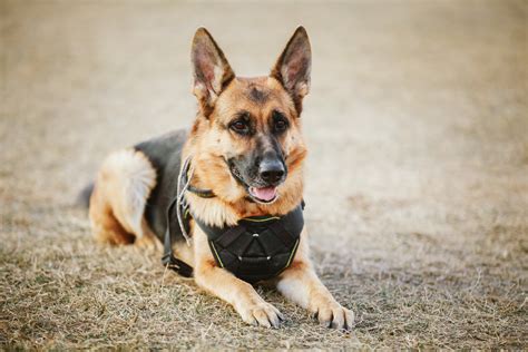 Hombre se niega a pagar recompensa tras recuperar a su perro Policía