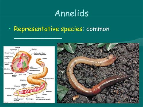 Ppt Pylum Annelida Segmented Worms Powerpoint Presentation Free