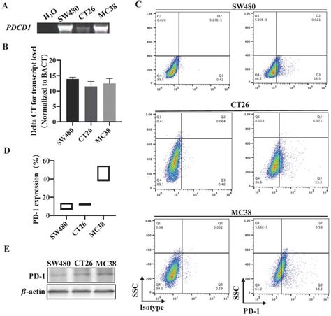 C Tropicalis Promotes Crc By Down Regulating Tumor Cell Intrinsic Pd 1