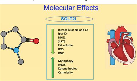 Figure 1 From Sizing Sglt2 Inhibitors Up From A Molecular To A Morpho