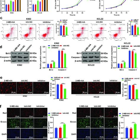 2 ME Combined With AA Promotes CML Cell Apoptosis K562 And KCL22 Cells