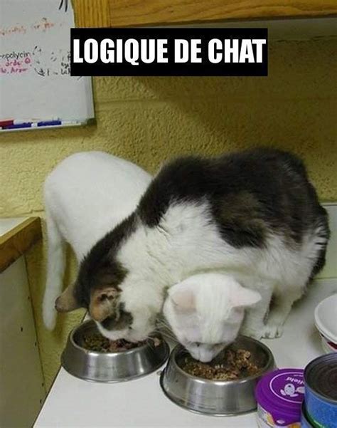 Petits Gags Image Drole Animaux Mèmes Chats Amusants Memes Chats