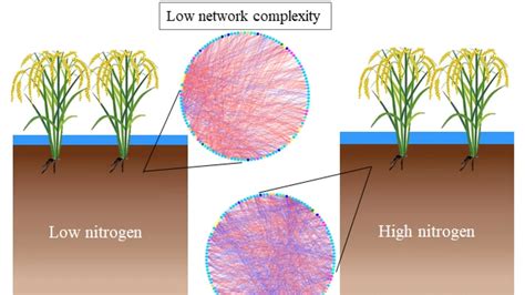 Nitrogen Fertilization Shaping Microbial Networks In Paddy Fields