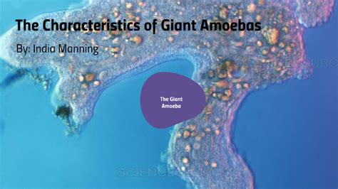 What Is Amoeba Definition Structure Classification 49 Off