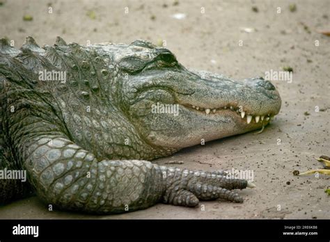 Alligators Have A Long Rounded Snout That Has Upward Facing Nostrils