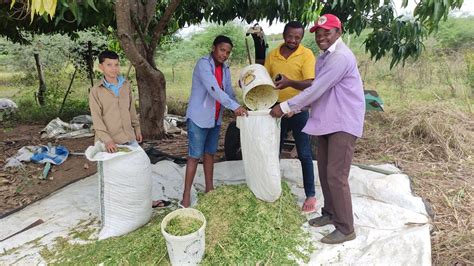 CONHECENDO A PECUÁRIA E AGRICULTORES NO SÍTIO PAPAGAIO SERRA TALHADA