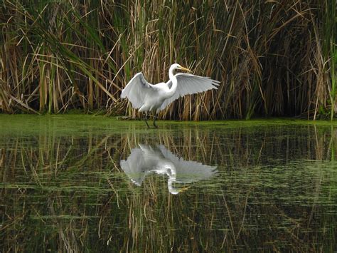 DSCN0288 Grande Aigrette Great Egret Gilles Clouatre Flickr