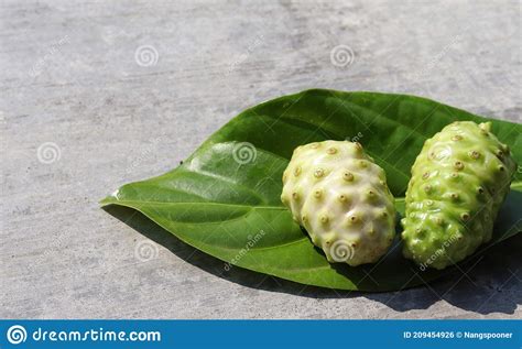 Fruit Of Great Morinda Noni Or Morinda Citrifolia Tree Stock Photo