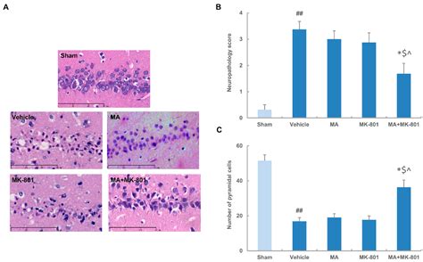 Neuroprotection By Combined Administration With Maslinic Acid A