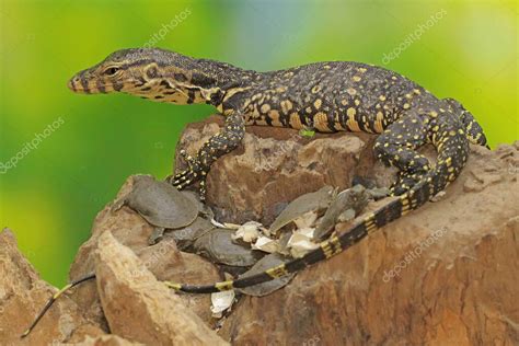 Un Joven Lagarto Salvador Est Listo Para Aprovecharse De Las Tortugas