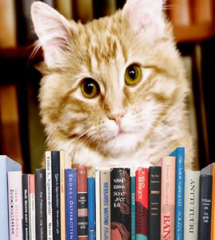 Library cat allowed to stay - Kiwi Kids News