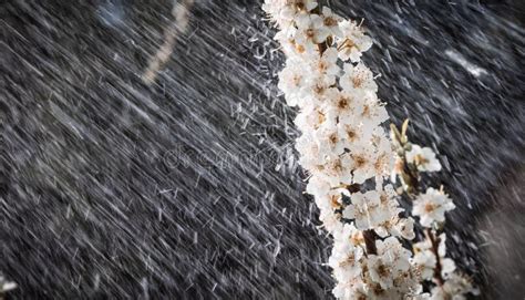 Spring rain in the garden stock photo. Image of detail - 115435750