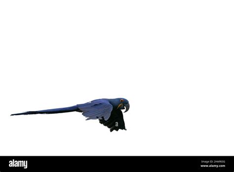 Flying Hyacinth Macaw Stock Photo Alamy