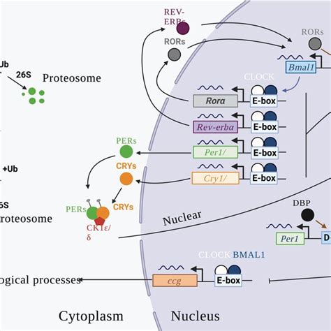 Transcriptional Translational Feedback Loops Of Mammalian Clock Genes