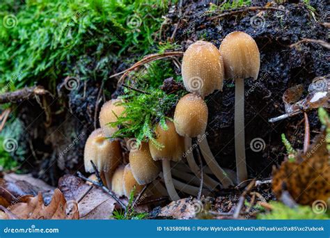 Pequenos Cogumelos Venenosos Crescendo Em Um Toco Cogumelos Coloridos