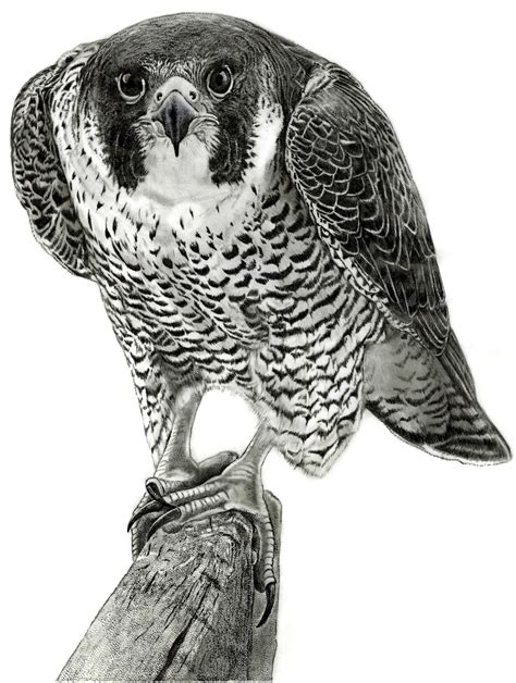 Peregrine Falcon Drawing By Wildlife Artist Julie Anne Collier 85 X 11