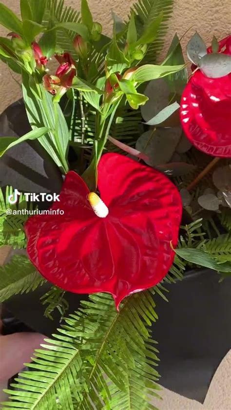 Anthurium arrangement – Artofit