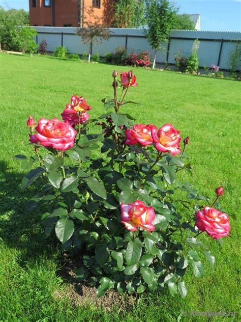 Роза Лев Толстой Фото – Telegraph