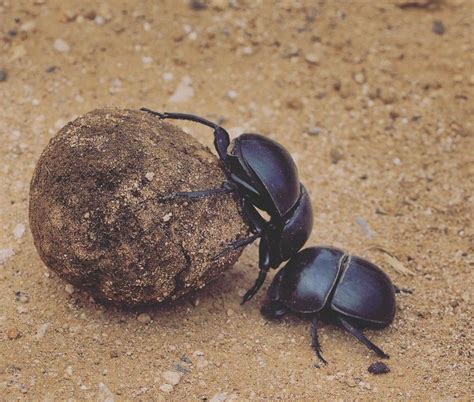 Fascinating Teamwork Of Dung Beetles