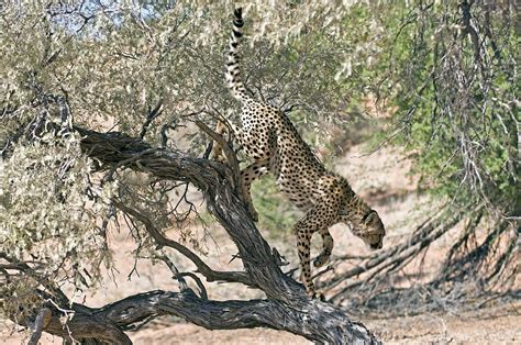 Cheetah Climbing Off A Tree Photograph By Tony Camacho Pixels