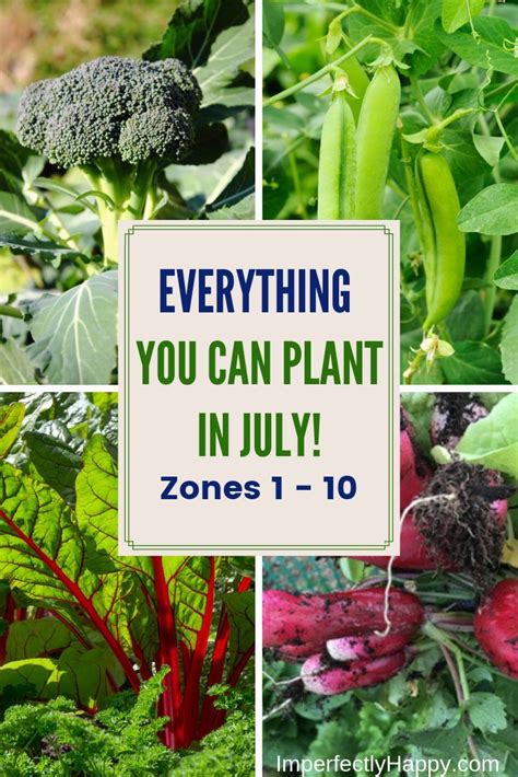 What To Plant In July In Your Vegetable Garden Now Fall Garden