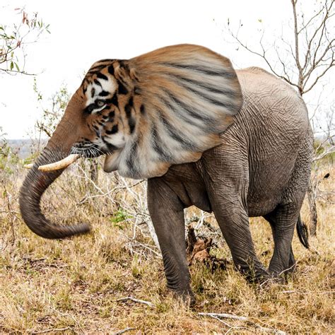 Elephant Tiger